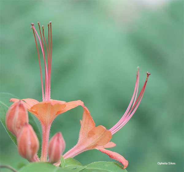 Flower by Ophelia Sikes