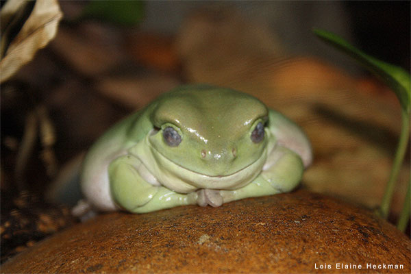 Whites Tree Frog by Lois Elaine Heckman