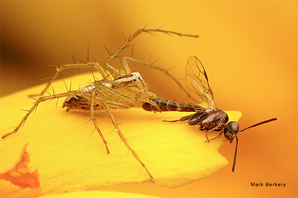 A Golden Meal 1 by Mark Berkery