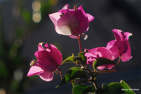 Jeweled Flowers by Maury Schulman