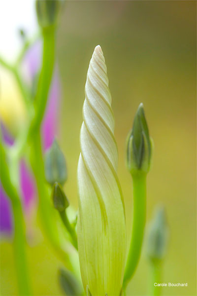 Morning Glory Bud by Carole Bouchard